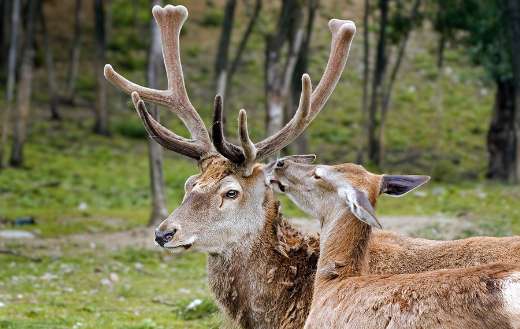 Cervus elaphus deer horns