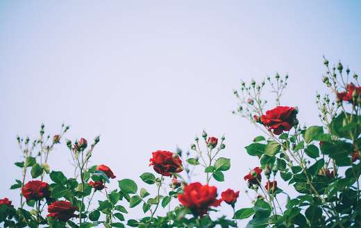 Garden photo full of roses