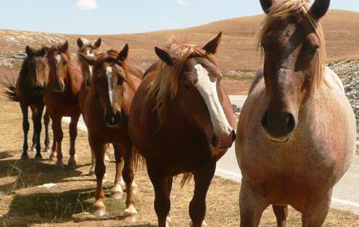 Wild horses lining online