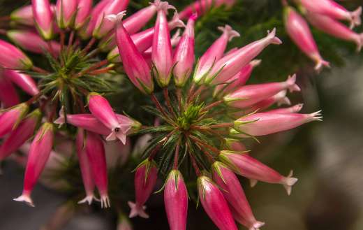 Guard erika wax herbs flowers