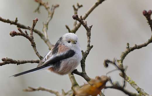 Long tailed bush tit