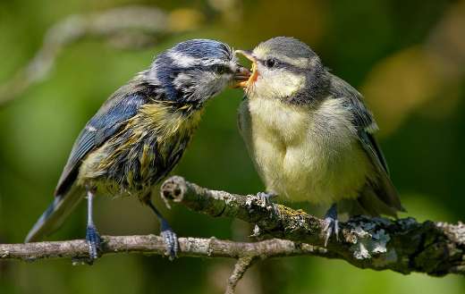 Mama blue tit give food