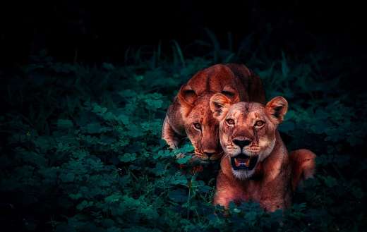Pair lions cubs online