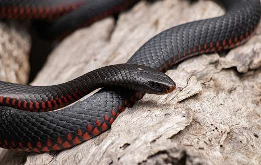 Red bellied black snake