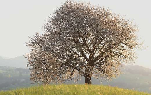 Tree on top of the hill