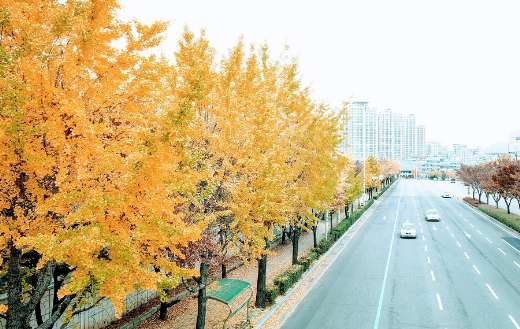 Autumn ginkgo tree puzzle