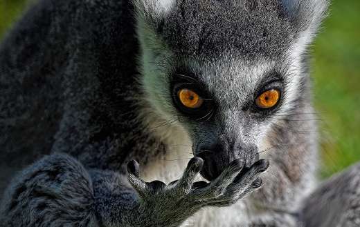 Ring tailed lemur online