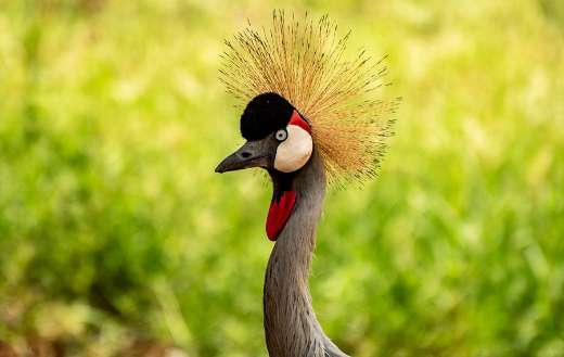 Crested crane bird puzzle