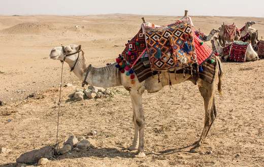 Camels Egypt orient