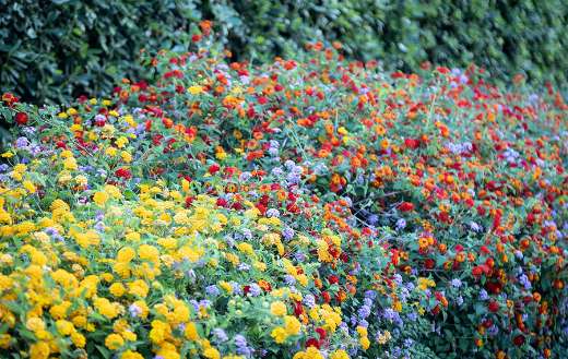 Forest landscape colorful flowers garden