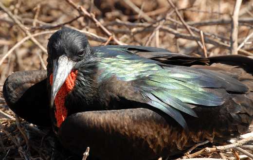 Frigate bird Galapagos