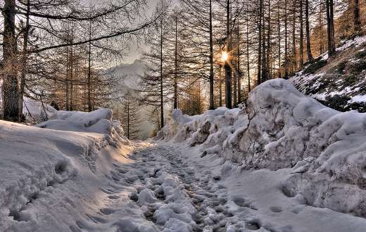Mountain path forest