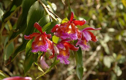 Pink wild orchids flower