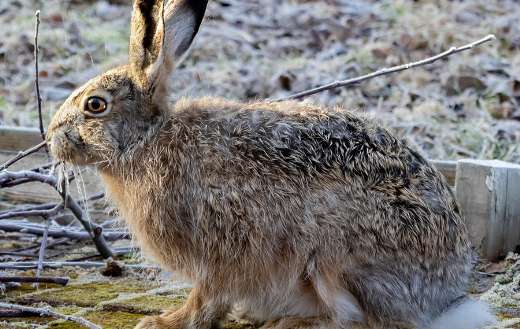 Mammalian bunny rabbit
