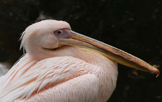Pelican waterfowl bird