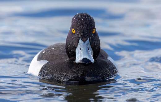 Tufted duck waterfowl