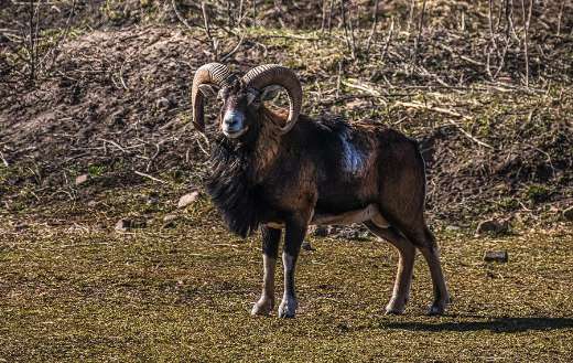Big horns billy goat