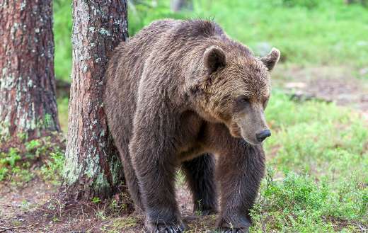 Image brown bear animal