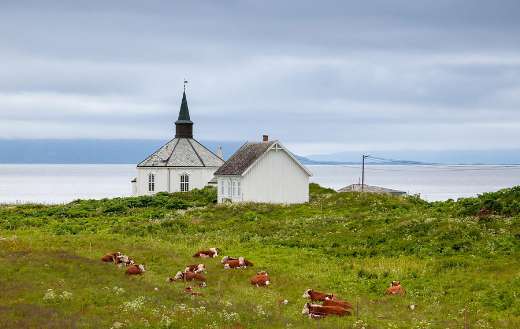 Landscape cattle laying