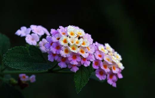 Lantana dew beautiful flowers