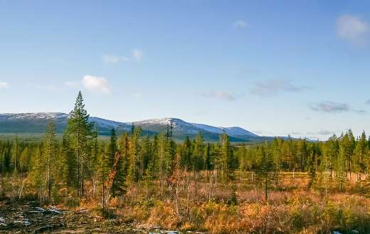 Lapland swamp forest landscape