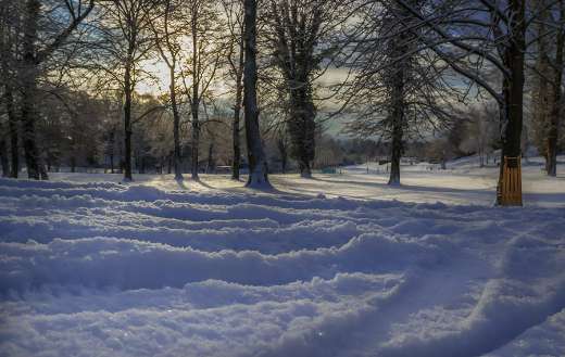 Park winter trees