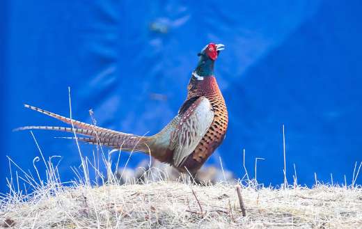 Pheasant male bird online