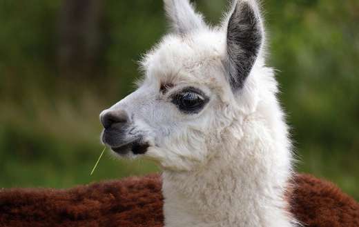 Alpaca lama animal
