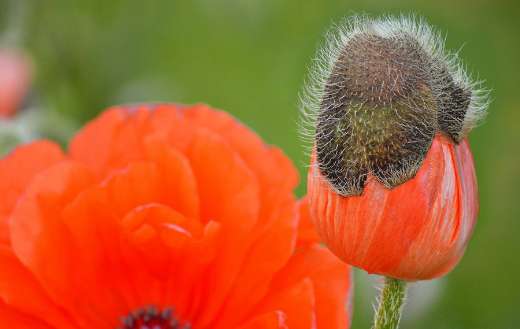 Poppy flower flourish
