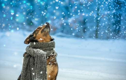Dog with knitted scarf puzzle