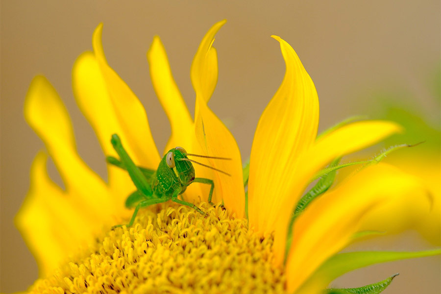 Grasshopper sunflower puzzle