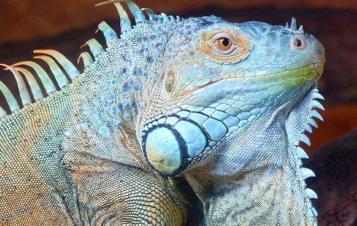 Green iguana online