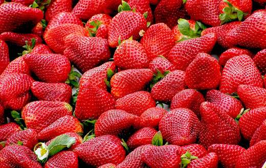 Harvest fresh strawberries