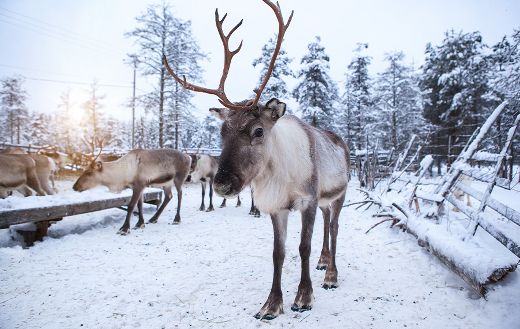Herd reindeers the tundra puzzle
