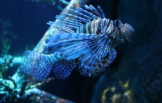 Underwater lion fish online