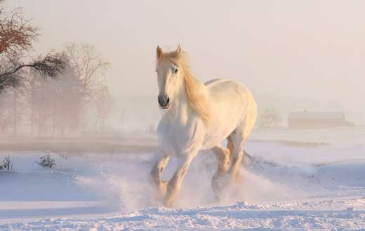 White horse running winter time