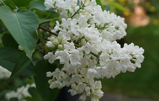 White lilac blossom puzzle