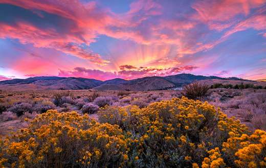 Sagebrush bloom Eastern slope Sierra Nevadas