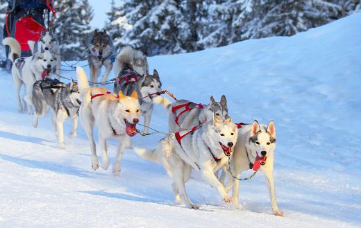 Scandinavian culture puzzle