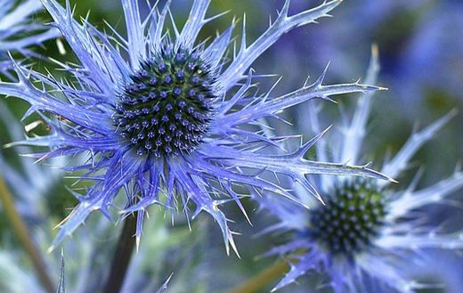 Alpine sea holly flowers online