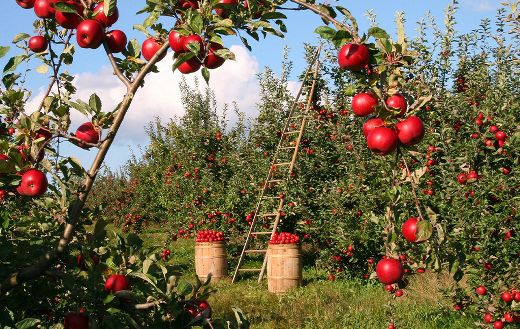 Apple orchard online