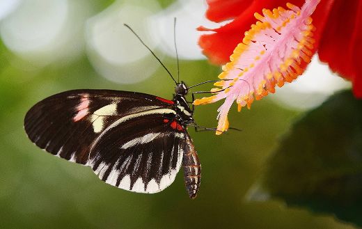 Butterfly papilio rumanzovia