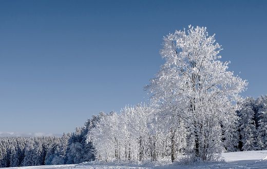 Fir trees frost cold puzzle