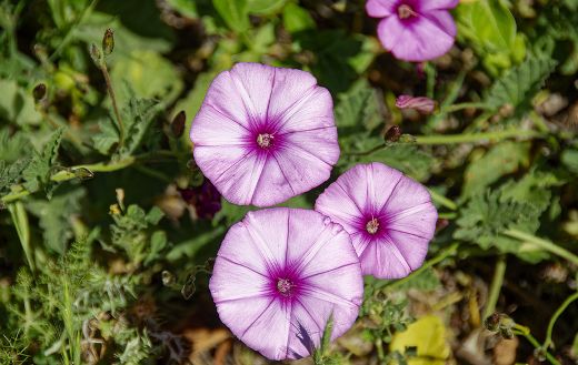 Marshmallow bindweed flowers