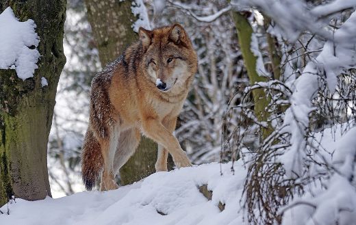 Mongolian wolf winter hunting