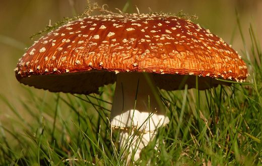 Red mushroom fly agaric puzzle