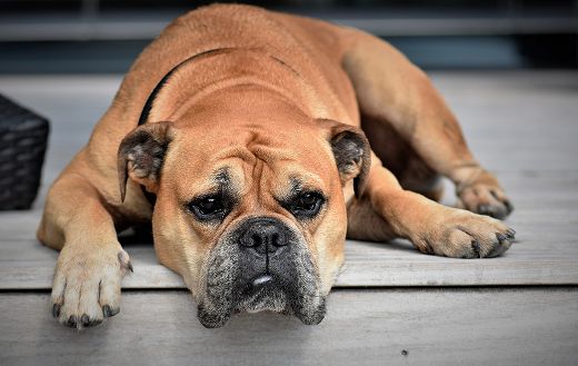 Continental bulldog online