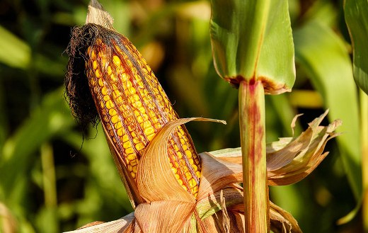 Corncob field online