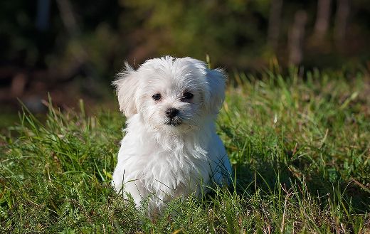 Maltese puppy puzzle