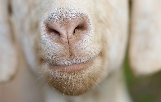 Snorted goat mouth online